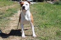 Étalon American Staffordshire Terrier - Ozzie Of Miss And  You