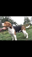 Étalon Beagle - Moovie (Sans Affixe)