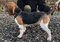 Étalon Beagle - Ocinni Du Domaine Des Loups Mer