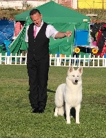 Étalon Berger Blanc Suisse - CH. Over the top Of White Swan