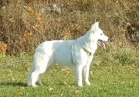 Étalon Berger Blanc Suisse - Oural majestic Of Shepherd's Paw