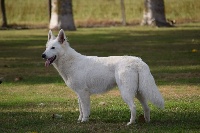 Étalon Berger Blanc Suisse - Ohara Du mas de la fresnay