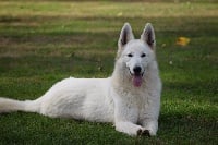 Étalon Berger Blanc Suisse - Oup's Du mas de la fresnay