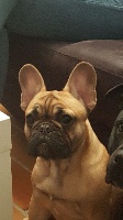 Étalon Bouledogue français - Owana Du Domaine Des Boule Rott