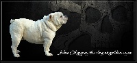 Étalon Bulldog Anglais - Jules of gypsy the dog at golden eyes