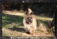 Étalon Cairn Terrier - Pumbaa Des Monts de Galloway