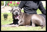 Étalon Cane Corso - Nobilha du Gilwesk