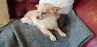 Étalon Chihuahua - CH. Metis (Sans Affixe)