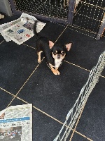 Étalon Chihuahua - Lessy Du clos de champcheny