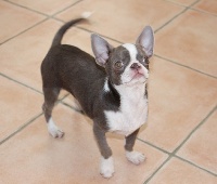 Étalon Chihuahua - best maristyle Chalimar