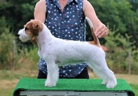 Étalon Jack Russell Terrier - CH. Pandora russtyle's du Vallon de l'Alba