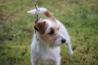 Étalon Jack Russell Terrier - Naiade de l'Anse Royale