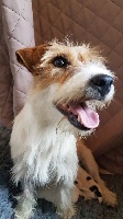 Étalon Jack Russell Terrier - The Magnificent Fox Hunter Ombline