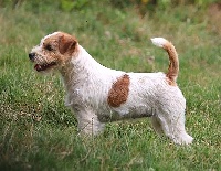 Étalon Jack Russell Terrier - Paradise russtyle's du Vallon de l'Alba