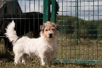 Étalon Jack Russell Terrier - The Magnificent Fox Hunter Oliver