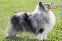 Étalon Shetland Sheepdog - Gaëlic bleu du grand pré d 'ortignac