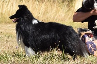 Étalon Shetland Sheepdog - Mythic black moon du Royaume d'Angélique
