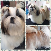 Étalon Shih Tzu - Onaya De Pepsie Pep's