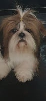 Étalon Shih Tzu - Naelle des Pommiers du Pays d'Othe