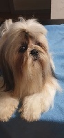 Étalon Shih Tzu - Marley du lac de Cupidon