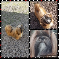 Étalon Shih Tzu - Ping pong De Pepsie Pep's