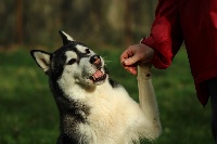 Étalon Siberian Husky - Juste unforgetable ' jinn' Of pack-ice wolves