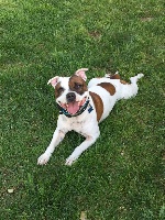 Étalon Staffordshire Bull Terrier - Dangerous Fame Mad marshmallow