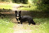 Étalon Welsh Corgi Cardigan - Pimpernel Des Ered De Mononoke