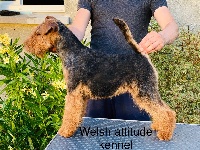 Étalon Welsh Terrier - cunnings Natuzza