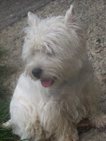 Étalon West Highland White Terrier - Maxwell De Landwester