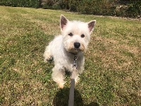 Étalon West Highland White Terrier - Noela du Moulin de la Terrasse
