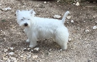 Étalon West Highland White Terrier - Mac kenzie Des loups de bruel