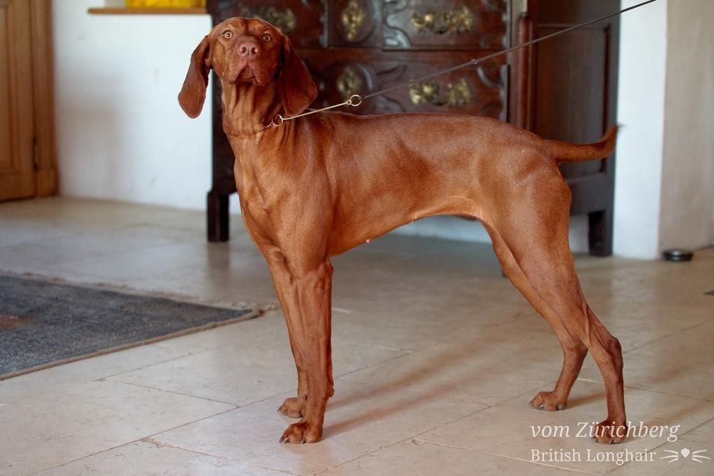 Les Braque hongrois à poil court (Vizsla) de l'affixe   de la Rose de Sable