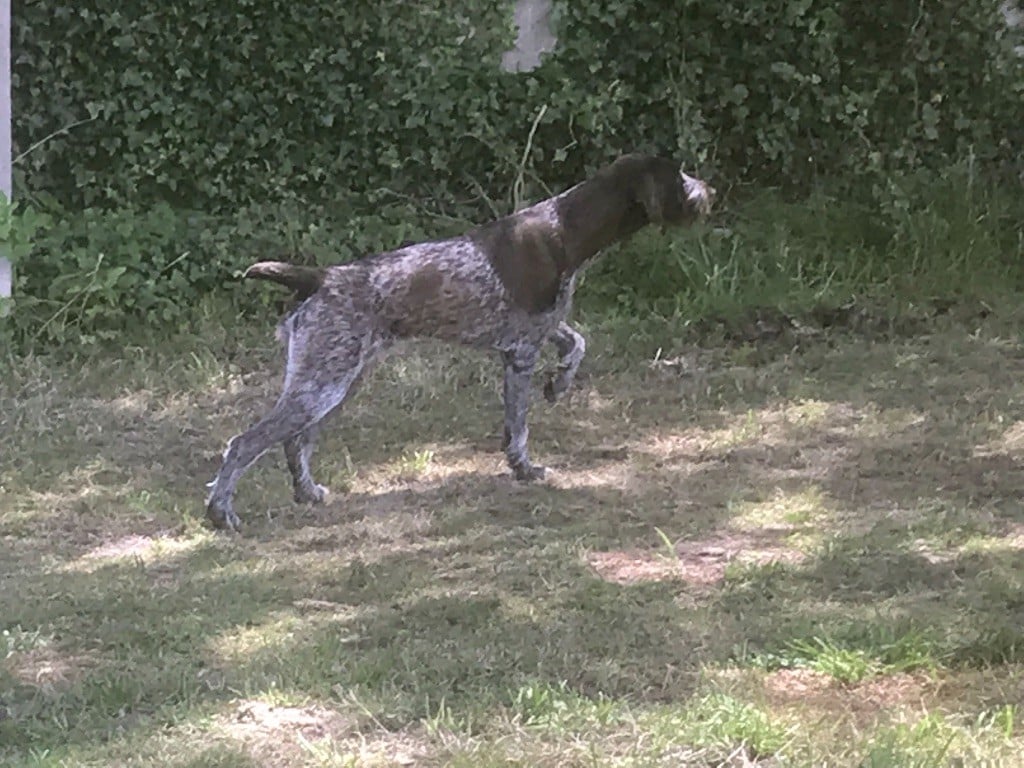 Les Chien d'arrêt allemand à poil dur de l'affixe   De La Plume De L’Artois