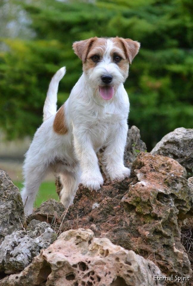 Les Jack Russell Terrier de l'affixe   des Collines de Provence