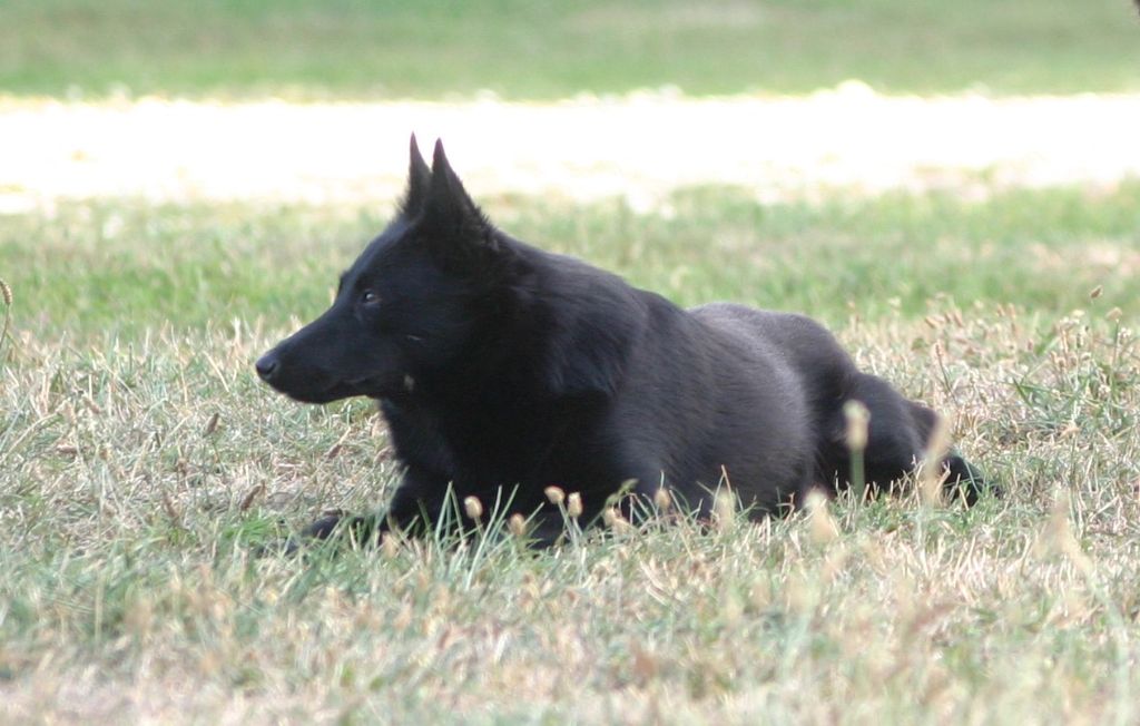 Les Schipperke de l'affixe   Du Jardin D'Oslo