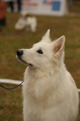 Étalon Berger Blanc Suisse - CH. Jewel de la baie des blancs
