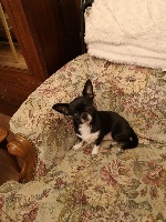 Étalon Chihuahua - Oguste De La Garde D'eriador