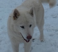 Étalon Alaskan Malamute - Jaska de la légende du loup blanc