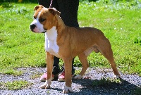 Étalon American Staffordshire Terrier - Power to success Glory Potency Of Ring's