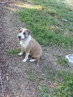 Étalon American Staffordshire Terrier - Niagara des Terres des Forges