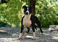Étalon American Staffordshire Terrier - Big Black Ice Oh my pretty girl
