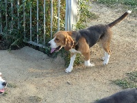 Étalon Beagle - Oscar (Sans Affixe)