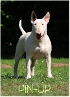 Étalon Bull Terrier - chuckson's Pandora aka pin-up