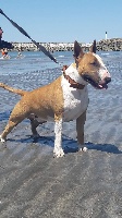 Étalon Bull Terrier - Bubble Square Oxmo puccino