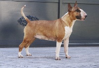 Étalon Bull Terrier - UNFAILLING Luscious diva