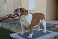 Étalon Bulldog Anglais - bulldog feeling Bring out the beast