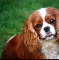 Étalon Cavalier King Charles Spaniel - ONITSHA'S One vision