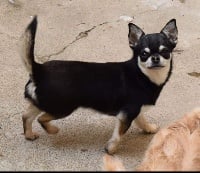 Étalon Chihuahua - Phalone Du Clos Shooting Star