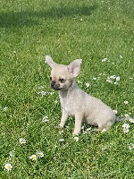 Étalon Chihuahua - Romy dite rosalie du Domaine Du Jardin d'Eden